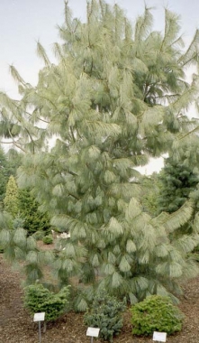 Sosna himalajska (Pinus walichiana) Zebrina